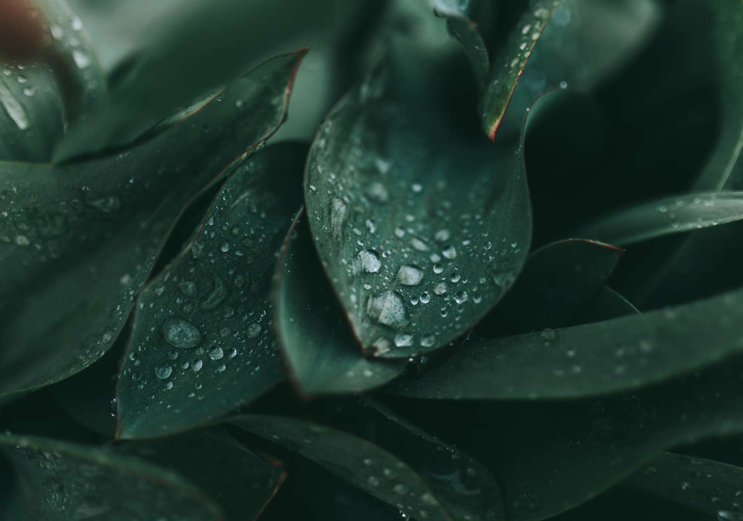 Tập Đoàn Đức Tường